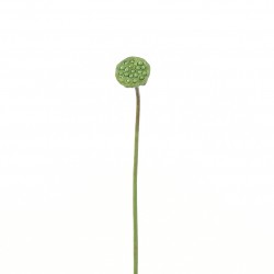 Cosse de Lotus 53cm - Vert