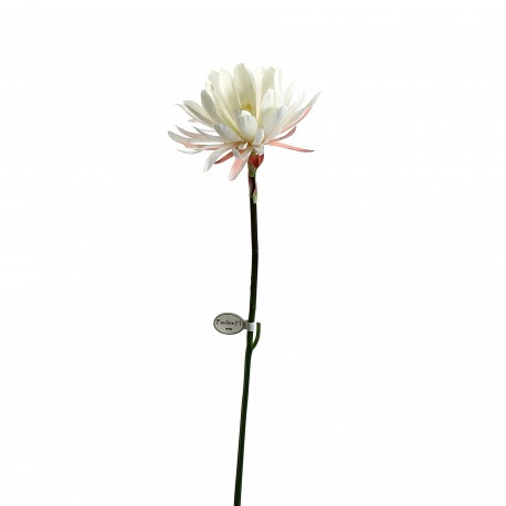 Lotus 94cm - Blanc