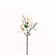 Magnolia branche avec feuilles 51cm - Champagne