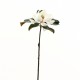 Magnolia Fashion 61 cm - Champagne