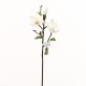 Magnolia branche avec feuilles 71cm - Champagne