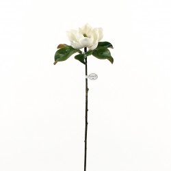 Magnolia 85cm