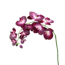 Orchidée Phalaenopsis 99cm - Fushia