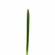 Feuilles d'Orchidée Cymbidium 83cm - Vert