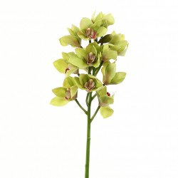 Orchidée Cymbidium ouverte 58cm - Vert