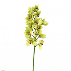 Orchidée Cymbidium ouverte 105cm - Vert