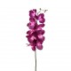Orchidée Phalaenopsis 127cm - Fushia