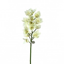 Orchidée Cymbidium ouverte 105cm - Blanc