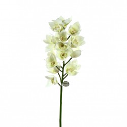 Cymbidium orchid 105cm