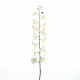 Orchidée Phalaenopsis 145cm - Blanc