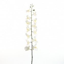 Orchidée Phalaenopsis 145cm - Blanc