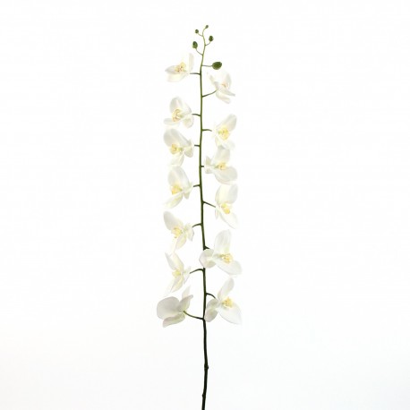 Orchidée Phalaenopsis 145cm - Blanc