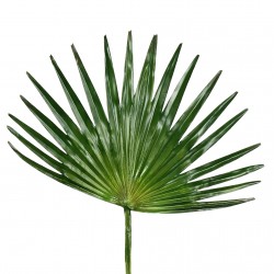 Feuille de Palmier 71cm - Vert