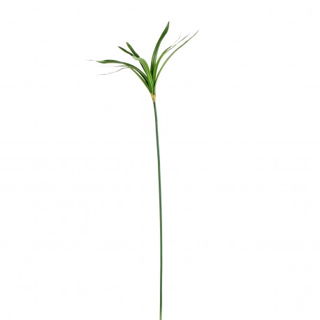 Herbes de Papyrus 113cm - Vert