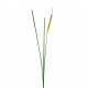 Herbe de roseau en bouton 110,5cm - Beige