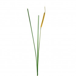 Grass with bud reed 110,5cm