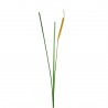 Herbe de roseau en bouton 110,5cm - Beige