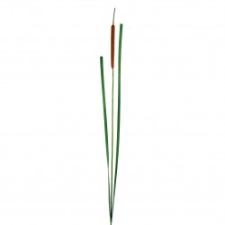 Herbe de roseau en bouton 110,5cm - Marron