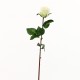 Rose Duchesse bouton 61cm - Vert clair