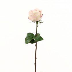 Rose Equatoriale 52cm - Rose Rouge