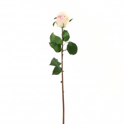 Rose Duchesse bouton 61cm - Rose
