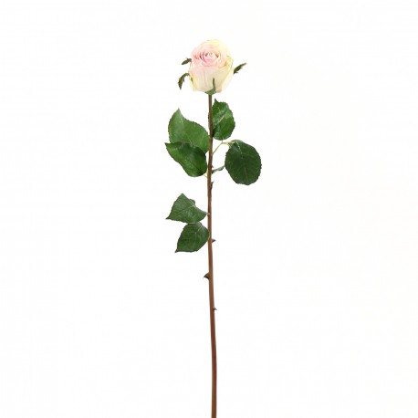 Rose Duchesse bouton 61cm - Rose