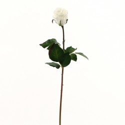Rose Duchesse bouton 74cm - Blanc