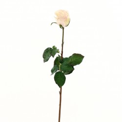 Dutchess bud Rose 74cm