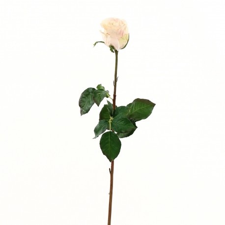 Rose Duchesse bouton 74cm - Pourpre clair