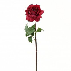 Rose Duchesse ouverte tige courte 51cm - Rouge Fushia