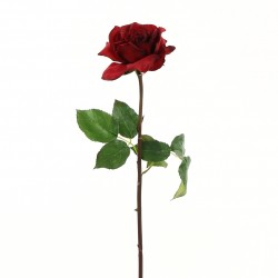 Dutchess open Rose 51cm