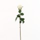 Rose Duchesse bouton 61cm - Blanc