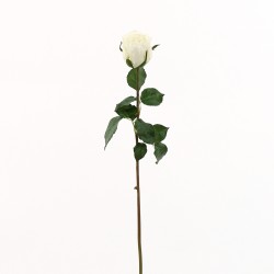 Rose Duchesse bouton 61cm - Blanc