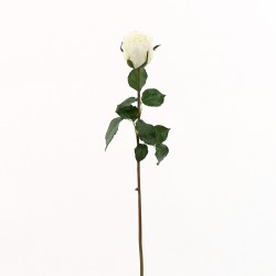 Dutchess bud Rose 61cm