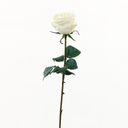 Rose Equatoriale 52cm - Blanc