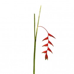 Torche Heliconia Pendula 91cm - Rouge foncé