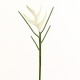 Torche Heliconia 66cm - Blanc