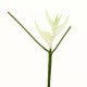 Torche Heliconia 36cm - Blanc