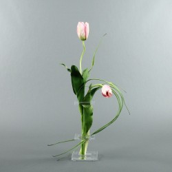 Flat M - Tulipe bouton rose