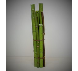Bambou Fagot sur socle acrylique