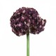 Allium 81cm - Fushia