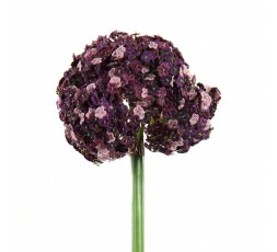 Allium 81cm - Fushia