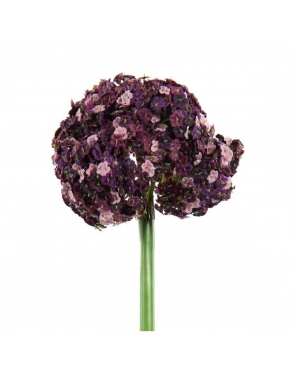 Allium 81cm - Fushia