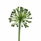 Allium 56cm - Vert