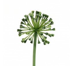 Allium 56cm - Vert