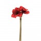 Amaryllis 2 heads 70cm