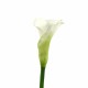 Calla Lily 76cm