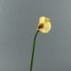 Arum 75cm - Jaune