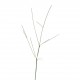 Bambou sec grafique x5 75cm - Vert