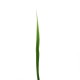 Feuille de Lin 95cm - Vert